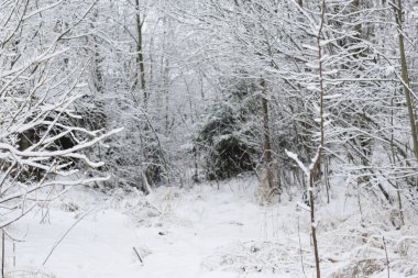Karda ağaçlar, kış ormanı