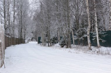 Karda ağaçlar, kış ormanı