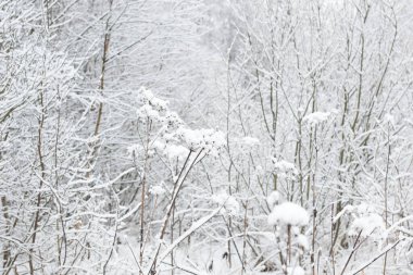 Karda ağaçlar, kış ormanı