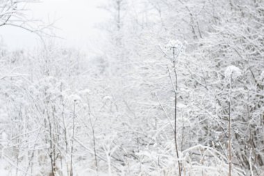 Karda ağaçlar, kış ormanı