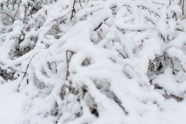 Karda ağaçlar, kış ormanı