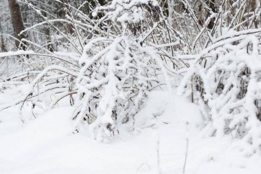 Karda ağaçlar, kış ormanı