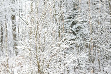 Karda ağaçlar, karla kaplı dallar.