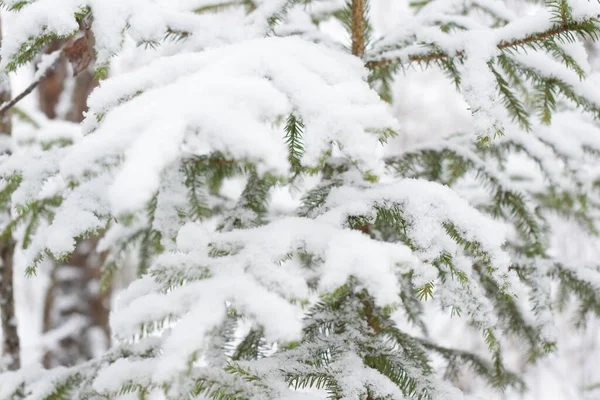 a branch of a fir tree in the snow