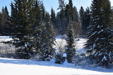 Kış ormanı, kardaki ağaçlar