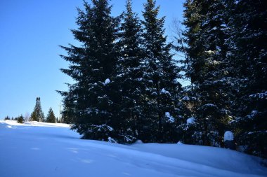 Kış ormanı, kardaki ağaçlar