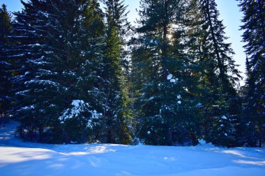 Kış ormanı, kardaki ağaçlar