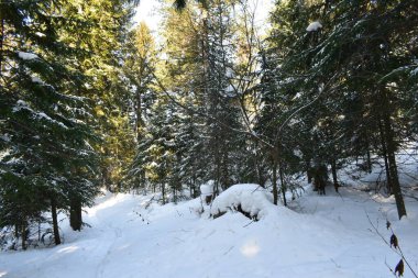 Kış ormanı, kardaki ağaçlar
