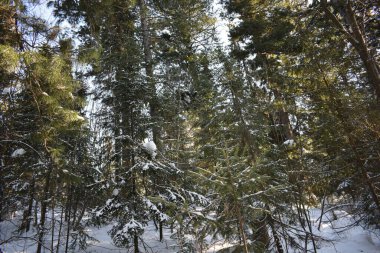 Kış ormanı, kardaki ağaçlar