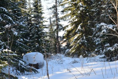 Ormanda kış, karla kaplı ağaçlar.