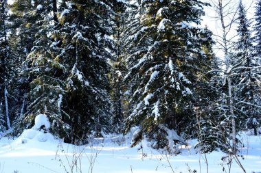 Ormanda kış, karla kaplı ağaçlar.