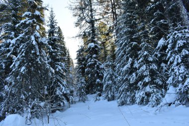 Ormanda kış, karla kaplı ağaçlar.