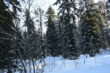 Ormanda kış, karla kaplı ağaçlar.