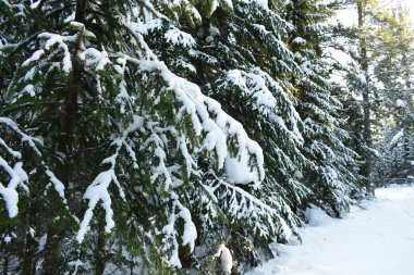 Ormanda kış, karla kaplı ağaçlar.