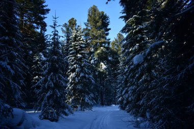 Ormanda kış, karla kaplı ağaçlar.