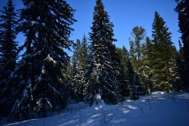 Ormanda kış, karla kaplı ağaçlar.