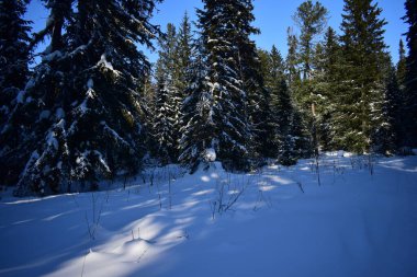 Ormanda kış, karla kaplı ağaçlar.