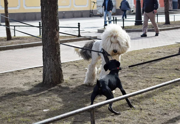 Chiens Promenade Rue Ville Vue Sur Ville — Photo