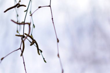 Tomurcuklu dallar, bahar, doğanın yeniden doğuşu, iyi ruh hali.
