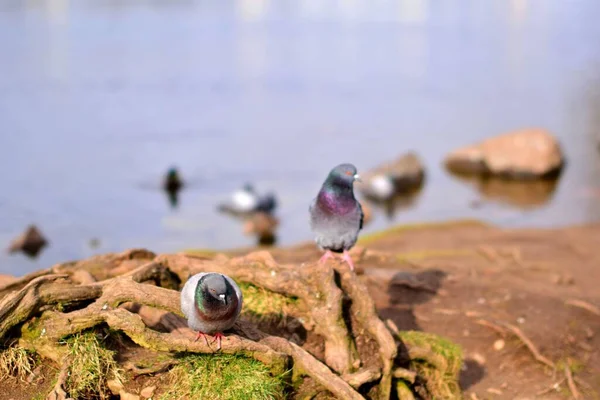 Pombos Nadando Lagoa — Fotografia de Stock
