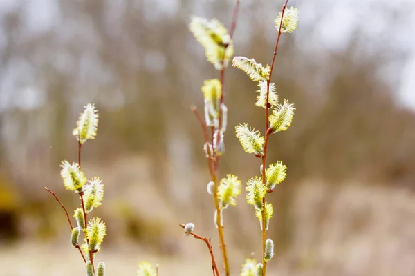 Гілки Бруньками Весна Відродження Природи Гарний Настрій — стокове фото