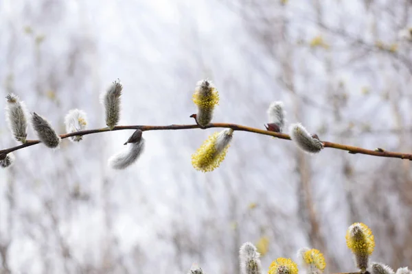 Takken Met Knoppen Lente Wedergeboorte Van Natuur Goed Humeur — Stockfoto