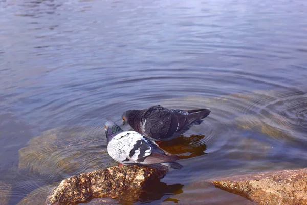 Tauben Schwimmen Teich — Stockfoto