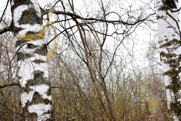 Branches Avec Bourgeons Printemps Renaissance Nature Bonne Humeur — Photo