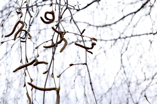 birch branches with catkins, secret message to people, spring