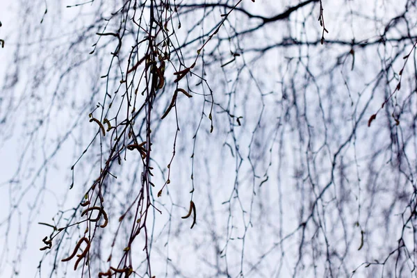 自然再生 気分の良い枝 — ストック写真