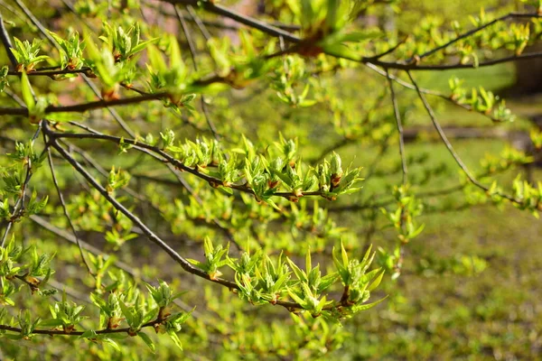 Zweige Mit Knospen Frühling Wiedergeburt Der Natur Gute Laune — Stockfoto