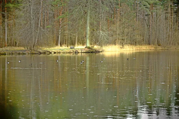 Canards Dans Étang Jour Pluie — Photo