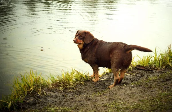 Собака Воды Гулять — стоковое фото
