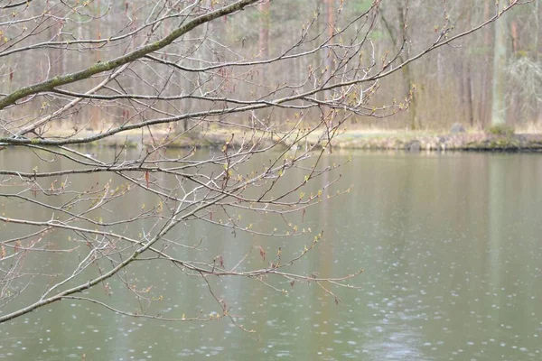 See Park Frühlingspark Frühlingserwachen — Stockfoto