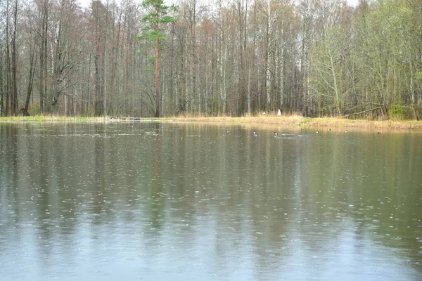 See Park Frühlingspark Frühlingserwachen — Stockfoto