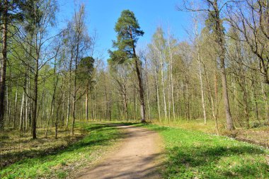 bahar parkı, parktaki ağaçlar