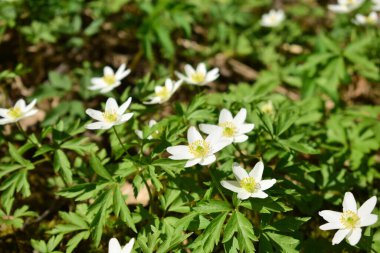 İlk bahar çiçekleri, bahar parkı.