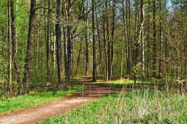 bahar parkı, parktaki ağaçlar