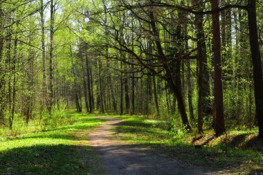 bahar parkı, parktaki ağaçlar