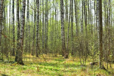 bahar parkı, parktaki ağaçlar