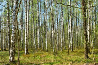 bahar parkı, parktaki ağaçlar