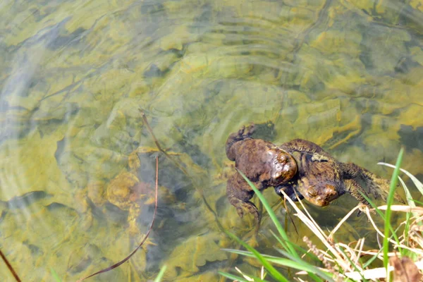 Der Frosch Sumpf — Stockfoto