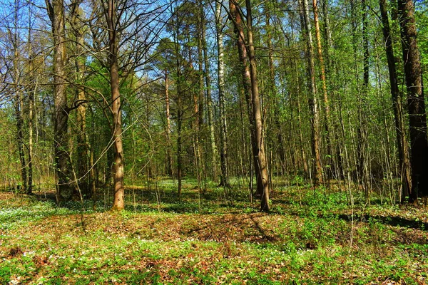 Lentepark Bomen Het Park — Stockfoto