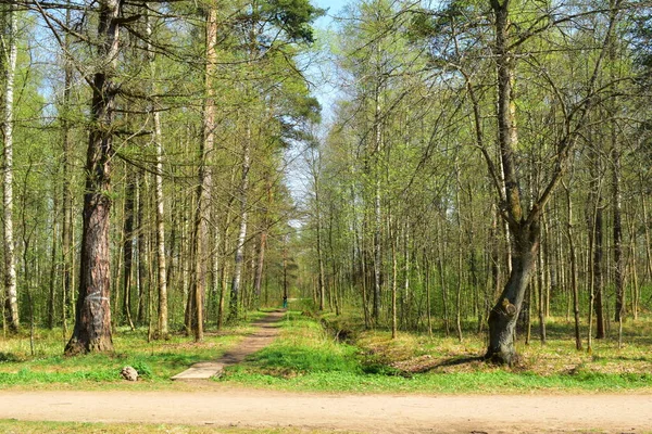 Lentepark Bomen Het Park — Stockfoto