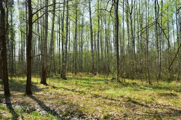 Lentepark Bomen Het Park — Stockfoto