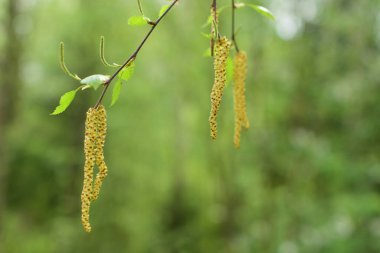 huş ağaçları, huş ağaçları, bahar yaprakları