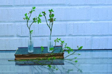 Şişe yapraklı dallar, natürmort yaşam, mahsul