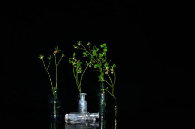 Şişe yapraklı dallar, natürmort yaşam, mahsul