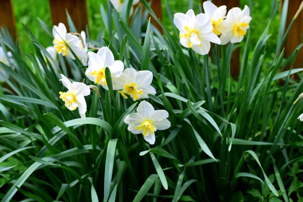 Narcisos Jardín Primavera —  Fotos de Stock