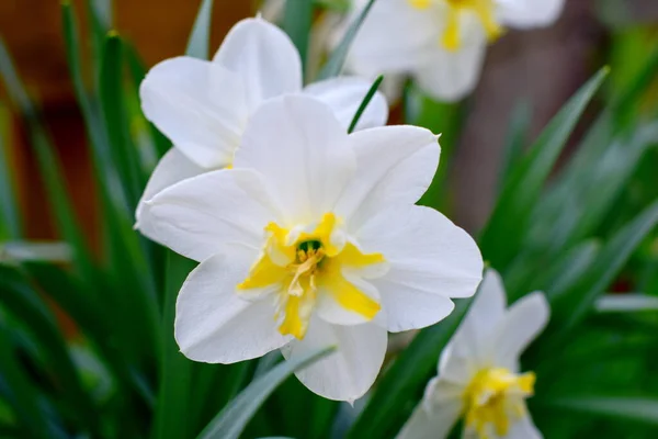 Narcisos Jardín Primavera —  Fotos de Stock